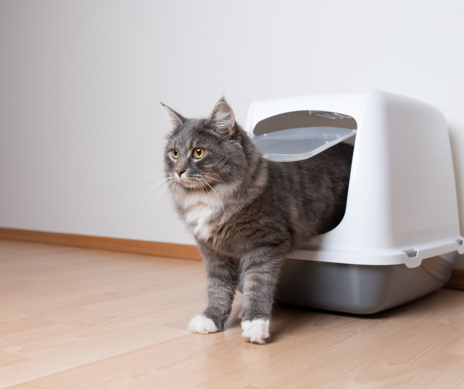 איך לחנך גור חתולים לעשיית צרכים בשירותים לחתול?