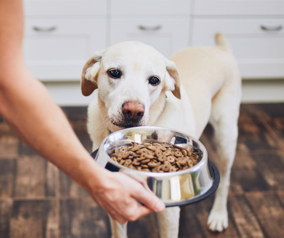 אוכל מומלץ לכלבים- טיפים ומידע חשוב שצריך לדעת