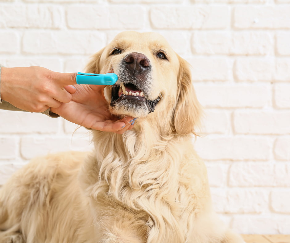 צחצוח שיניים לכלב: טיפים מנצחים למצחצח המתחיל
